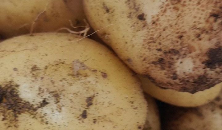 Le mildiou des pommes de terre : une maladie destructrice