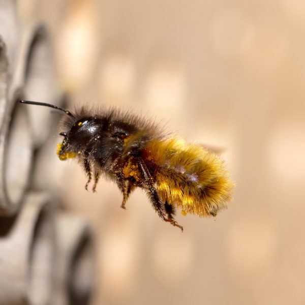 les-abeilles-sauvages-leur-importance-pour-lenvironnement