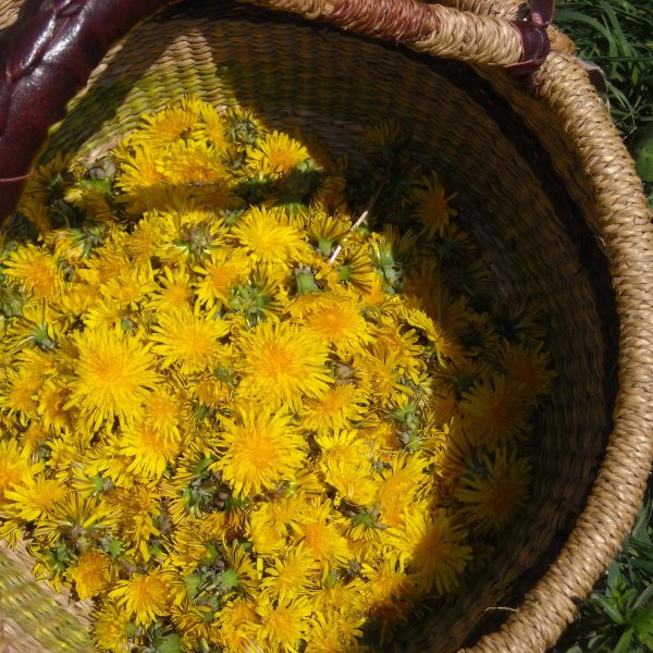 les-differentes-utilisations-des-plantes-medicinales