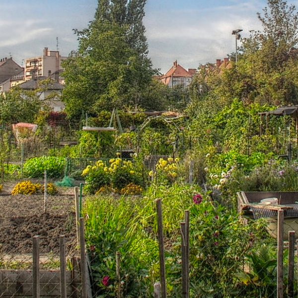 les-jardins-ouvriers-une-tradition-sociale-et-environnementale
