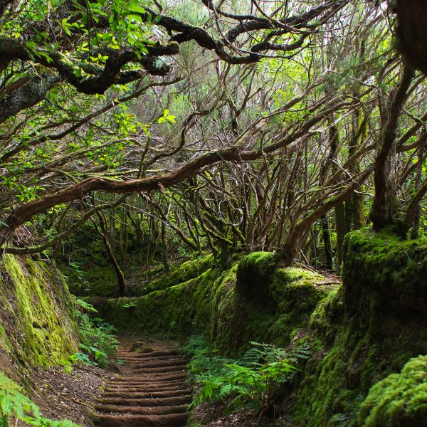 les-mousses-hepatiques-et-bryophytes-des-acteurs-essentiels
