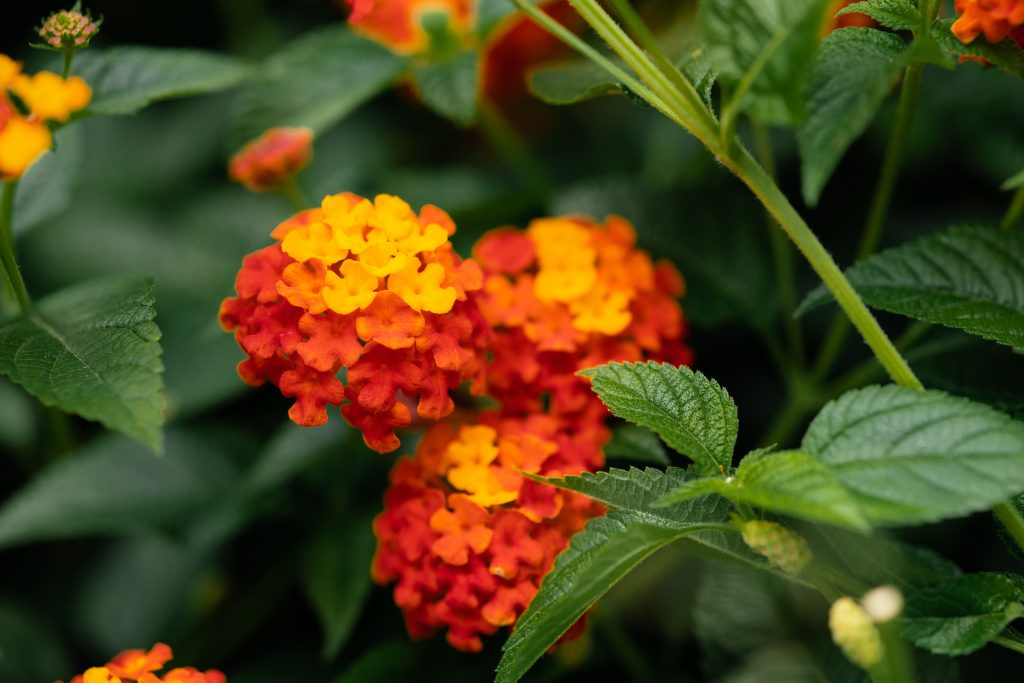 les-plantes-fleuries-resistantes-a-la-chaleur-Lantana camara