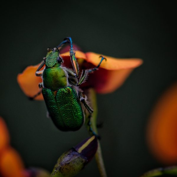 les-scarabees-insectes-aux-roles-ecologiques-varies