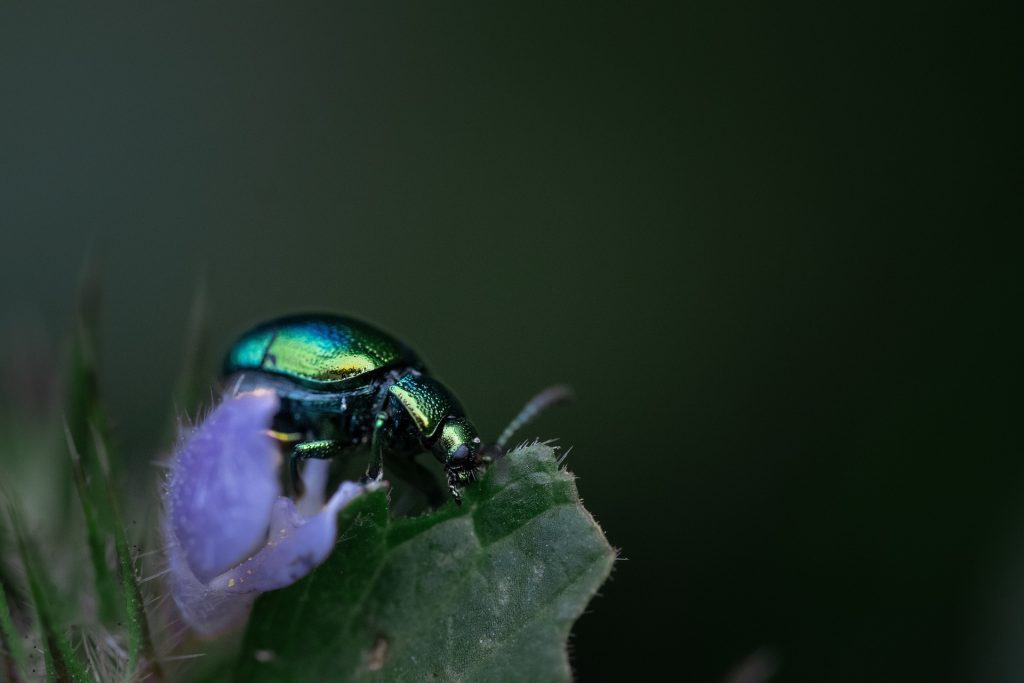 les-scarabees-insectes-aux-roles-ecologiques-varies