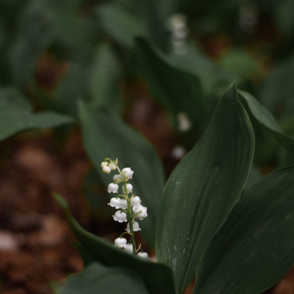 muguet-amende-surprenante-que-vous-encourez-en-le-cueillant-1