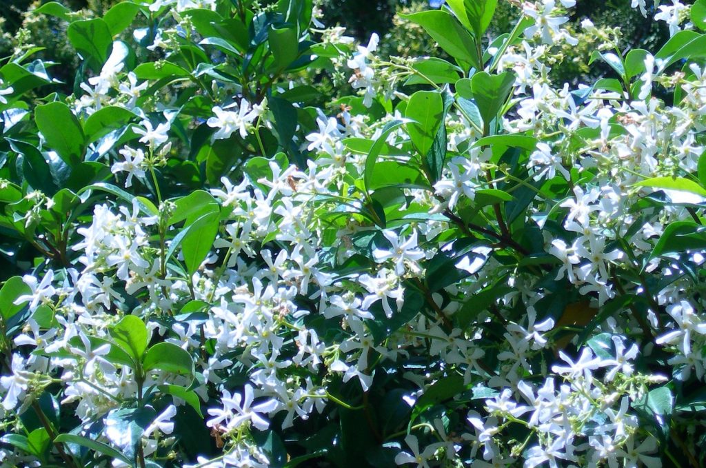 Le jasmin étoilé (Trachelospermum jasminoides)