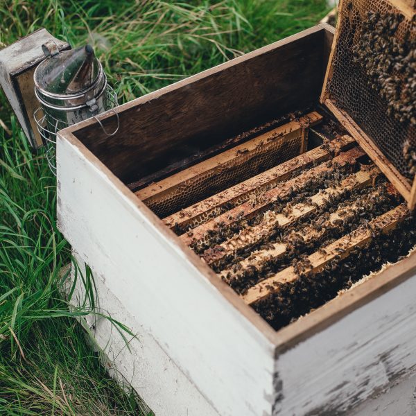 pourquoi-installer-une-ruche-dans-son-jardin-1