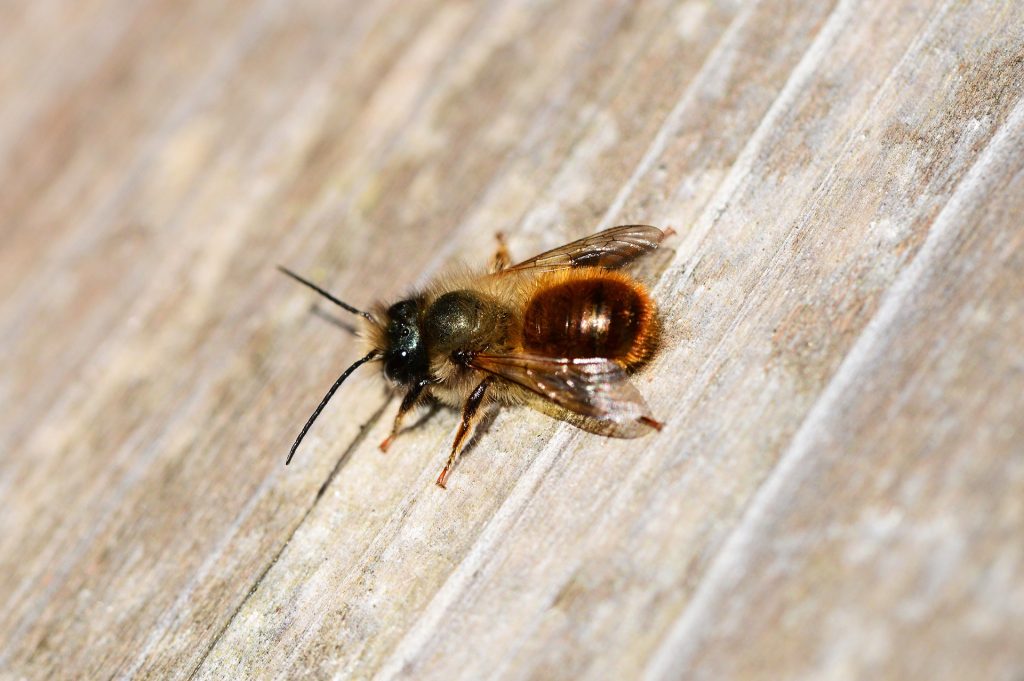 proteger-abeilles-solitaires