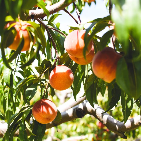 repenser-le-verger-produire-des-fruits-sans-pesticides-1