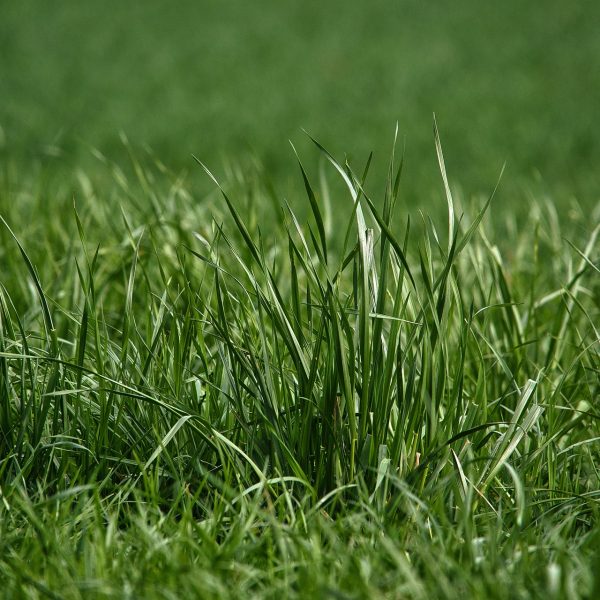 semer-du-gazon-a-lautomne-guide-pour-un-jardin-luxuriant