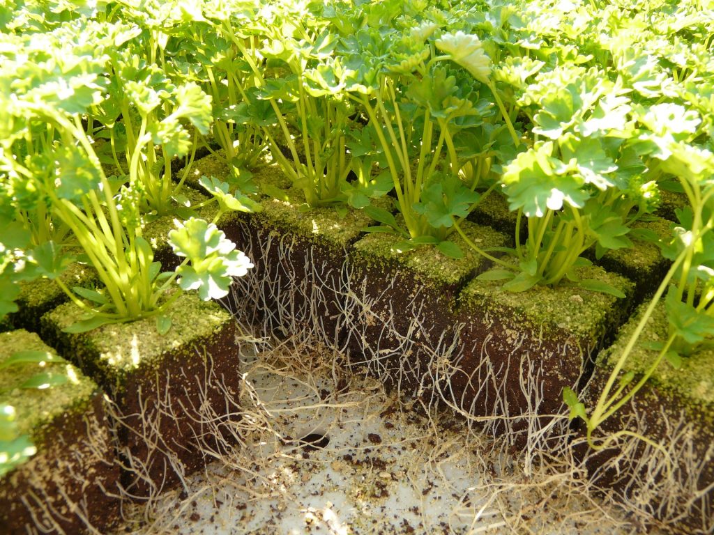 Système racinaire : les différents types de racines - Jardin au Naturel