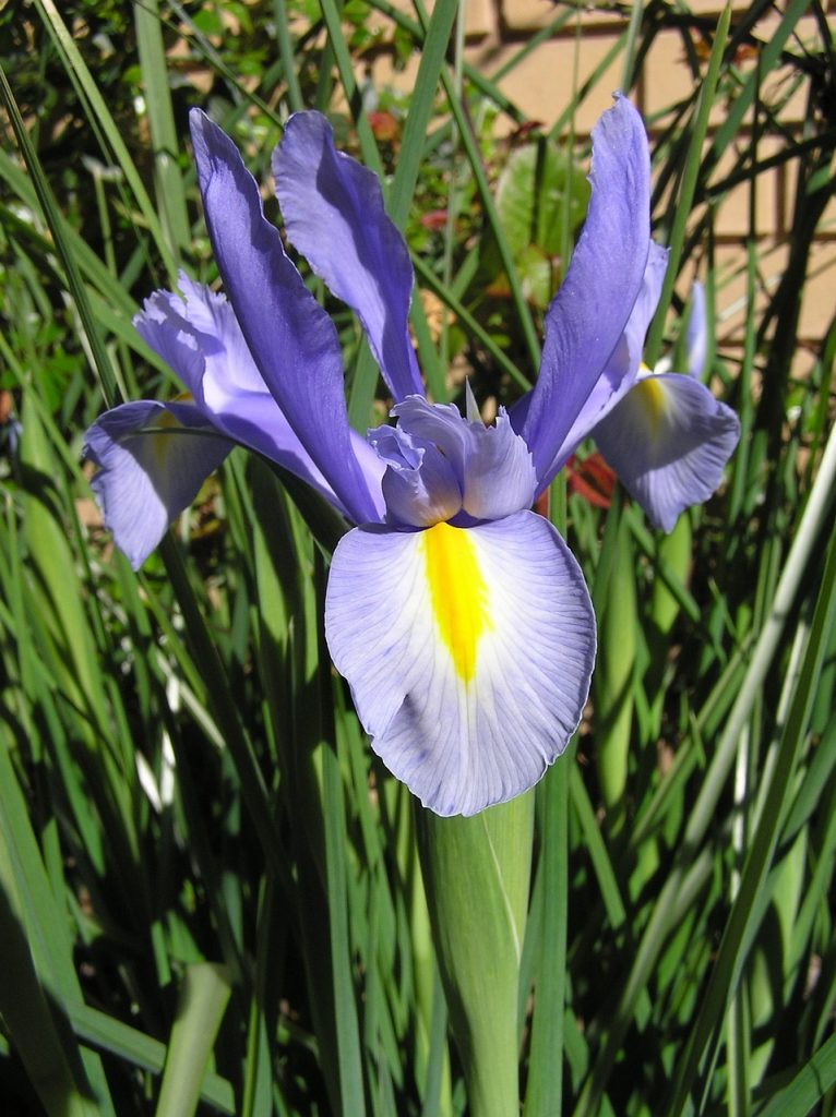 10-bulbes-dete-a-planter-au-printemps-Iris de Hollande2