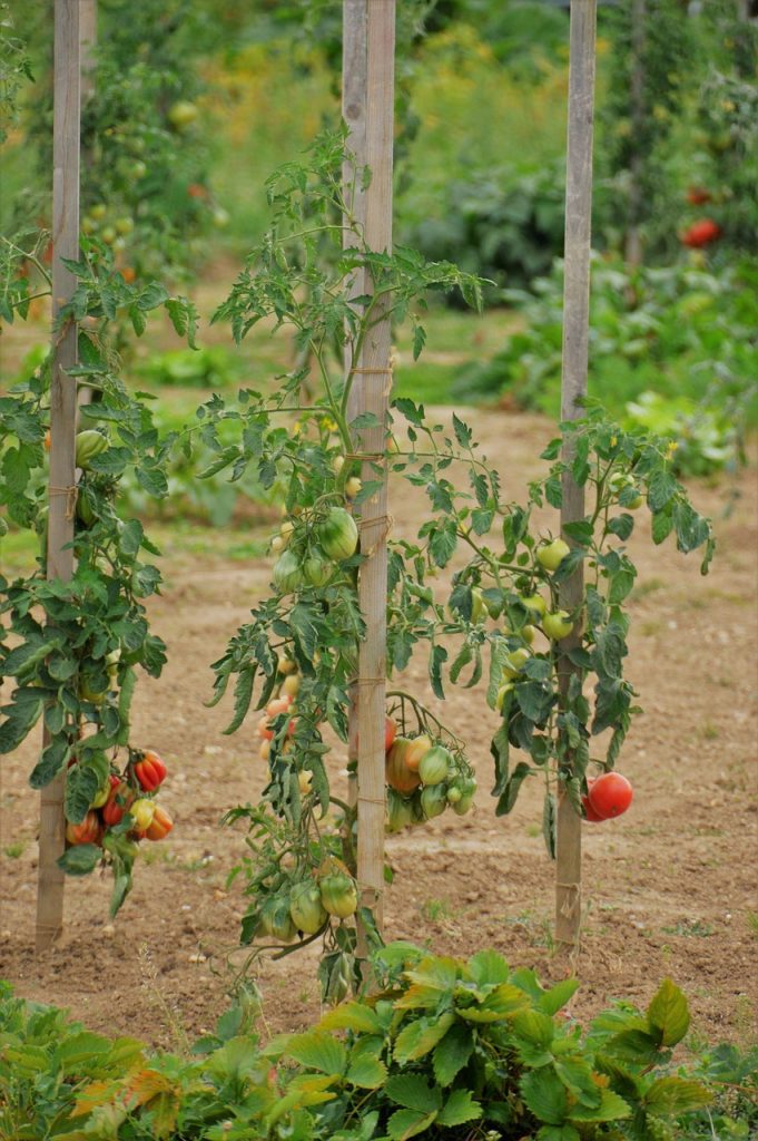 15-choses-que-vous-ne-saviez-pas-sur-les-tomates