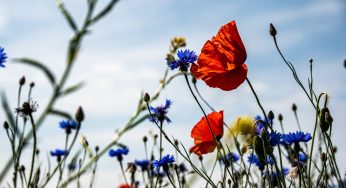 5 actions pour favoriser la biodiversité au jardin