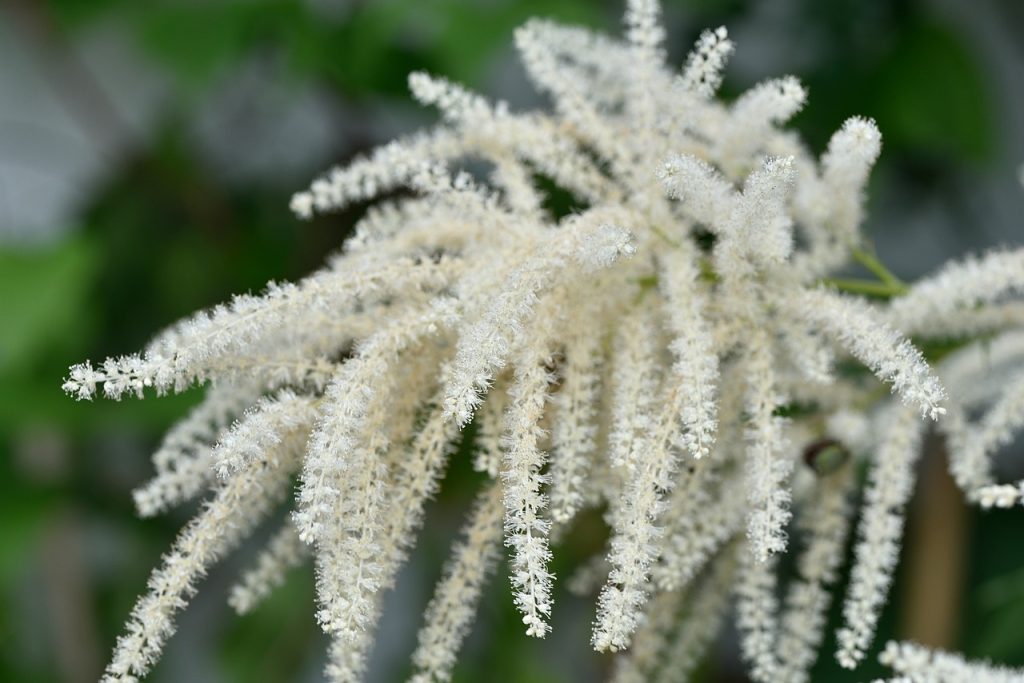 8-vivaces-a-floraison-tardive-a-avoir-dans-son-jardin-Actaea simplex