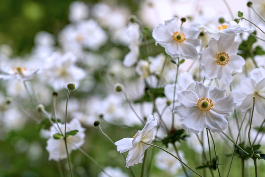 8-vivaces-a-floraison-tardive-a-avoir-dans-son-jardin-Anemone