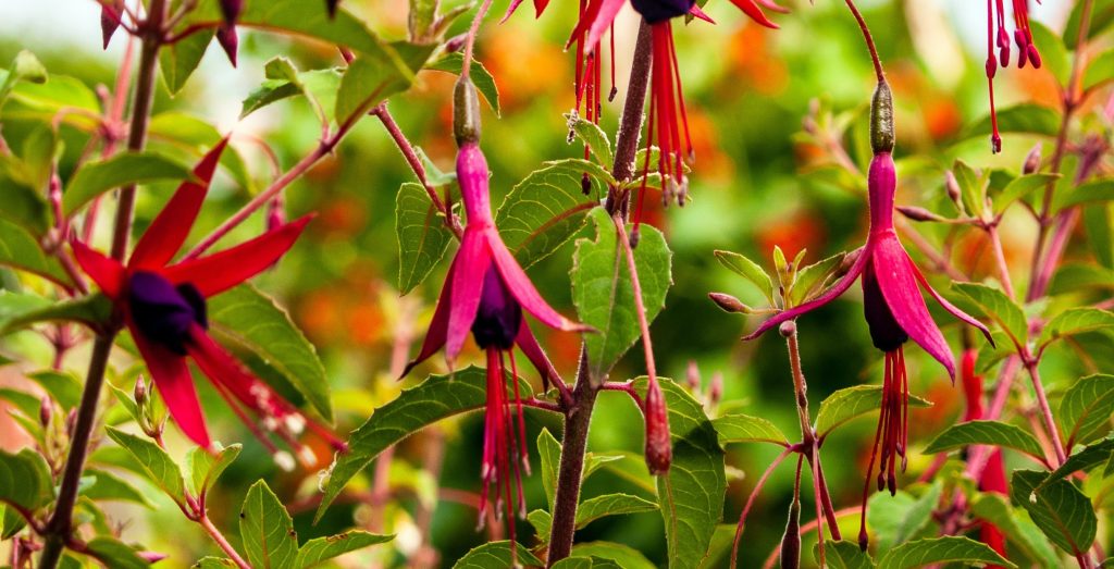 8-vivaces-a-floraison-tardive-a-avoir-dans-son-jardin-Fuchsia