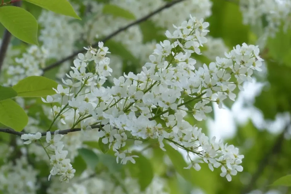 arbre-a-muguet-une-merveille-qui-fleurit-au-mois-de-mai-4