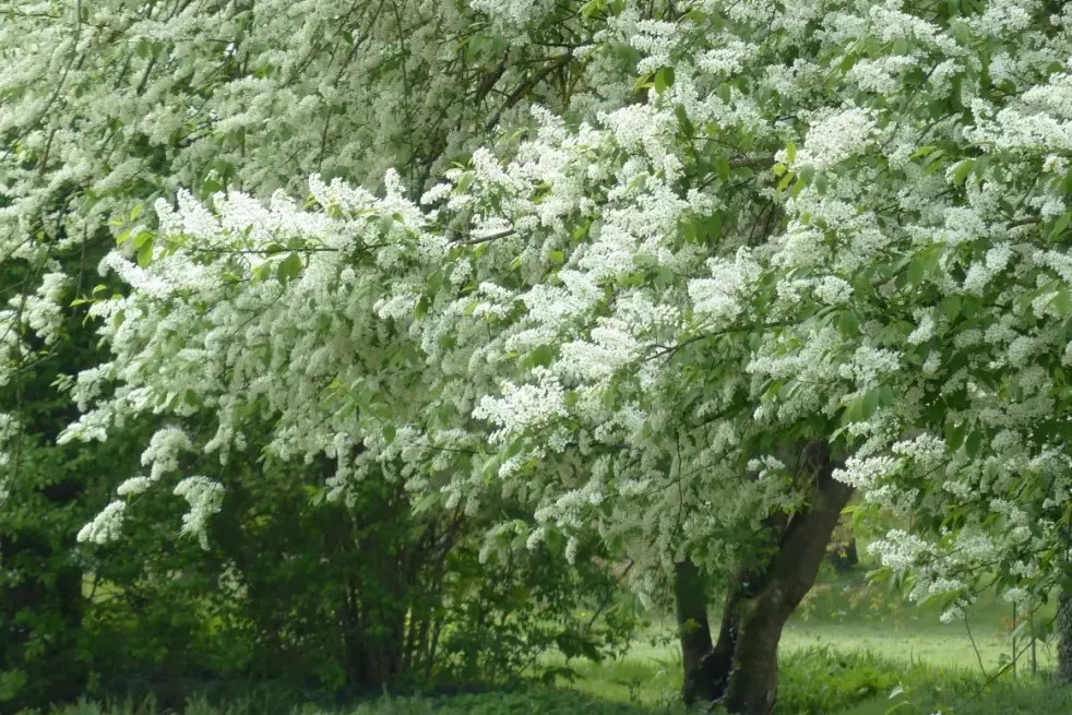 arbre-a-muguet-une-merveille-qui-fleurit-au-mois-de-mai-4