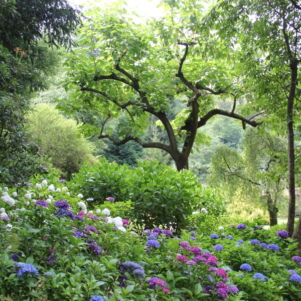 associer-les-couleurs-au-jardin-conseils-et-astuces