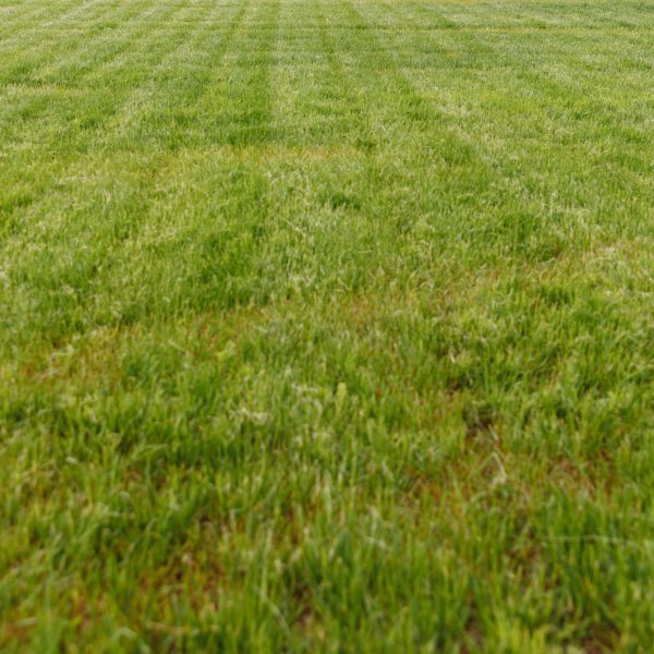 astuces-pour-lentretien-de-la-pelouse-en-periode-de-secheresse