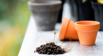 Créer un jardin durable ? Découvrez comment !