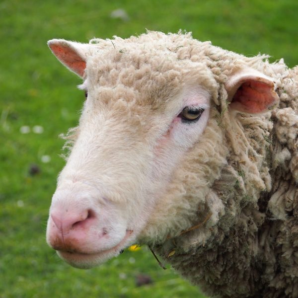des-moutons-dans-mon-jardin-avantages-inconvenients-et-obligations
