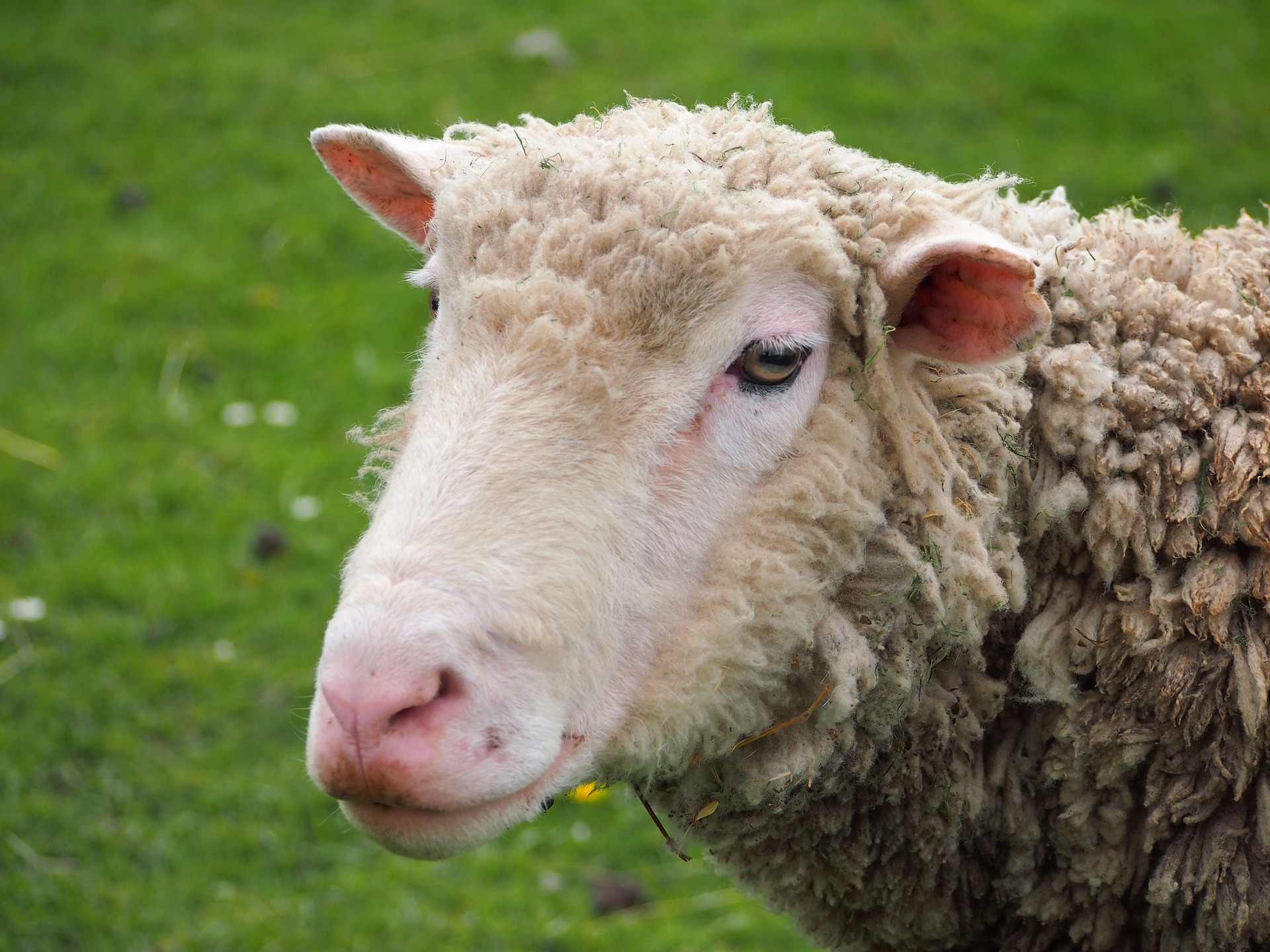 des-moutons-dans-mon-jardin-avantages-inconvenients-et-obligations