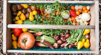 Devenir autonome en fruits et légumes avec son jardin
