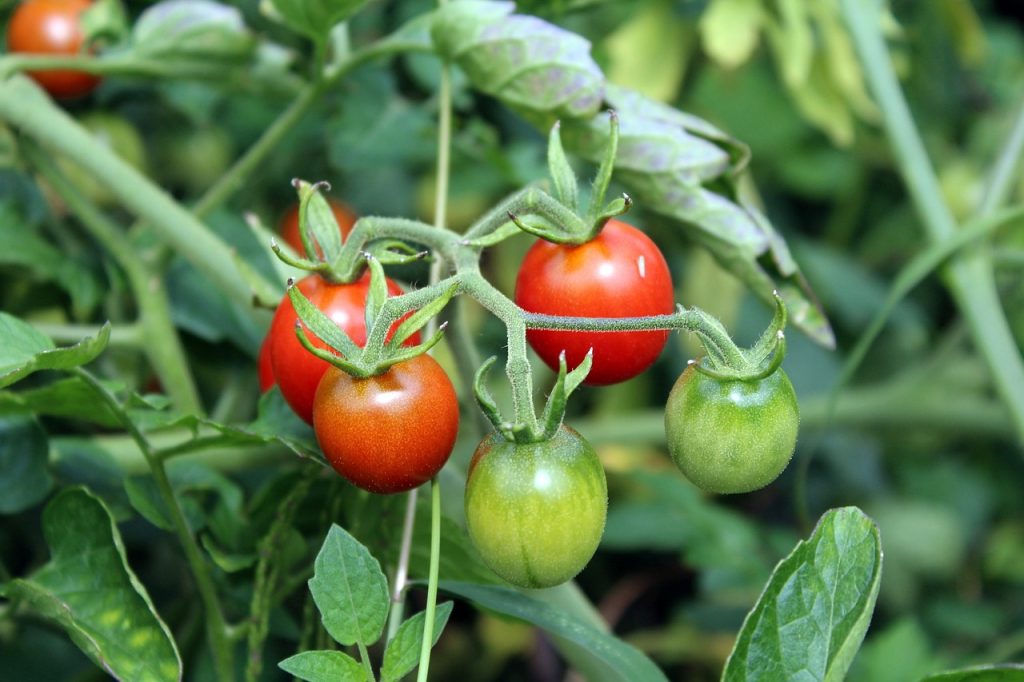 faut-il-supprimer-les-gourmands-des-tomates