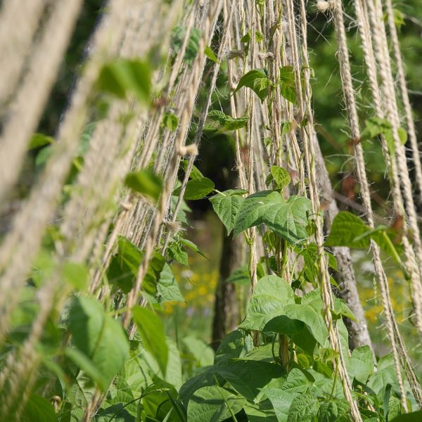 haricots-a-rames-5-bonnes-raisons-de-les-cultiver
