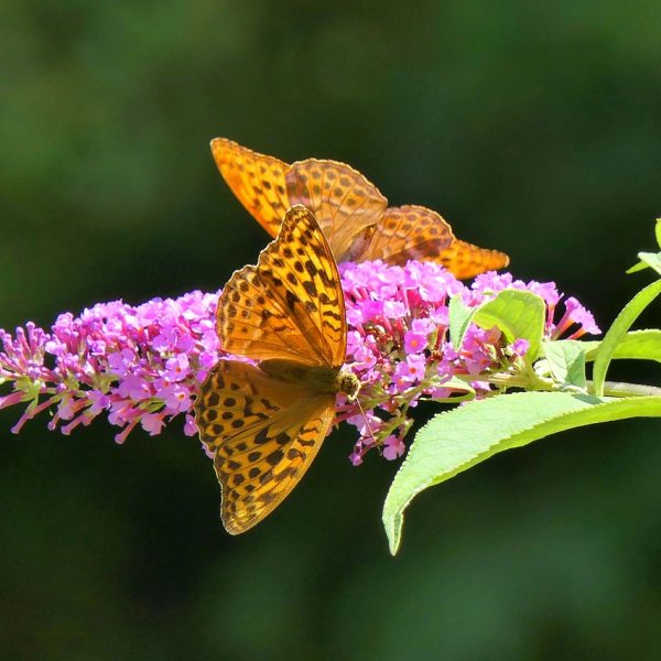 invasif-dangereux-faut-il-avoir-peur-du-buddleia