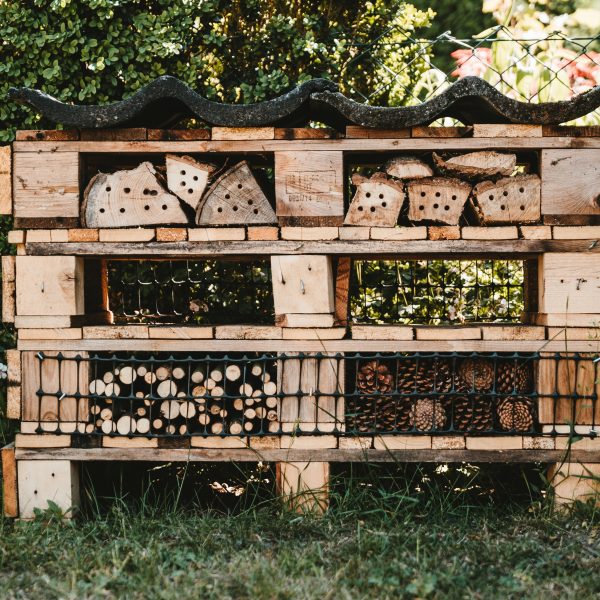 invitez-les-insectes-dans-votre-jardin