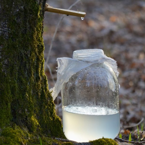 la-cure-de-seve-de-bouleau-un-elixir-naturel
