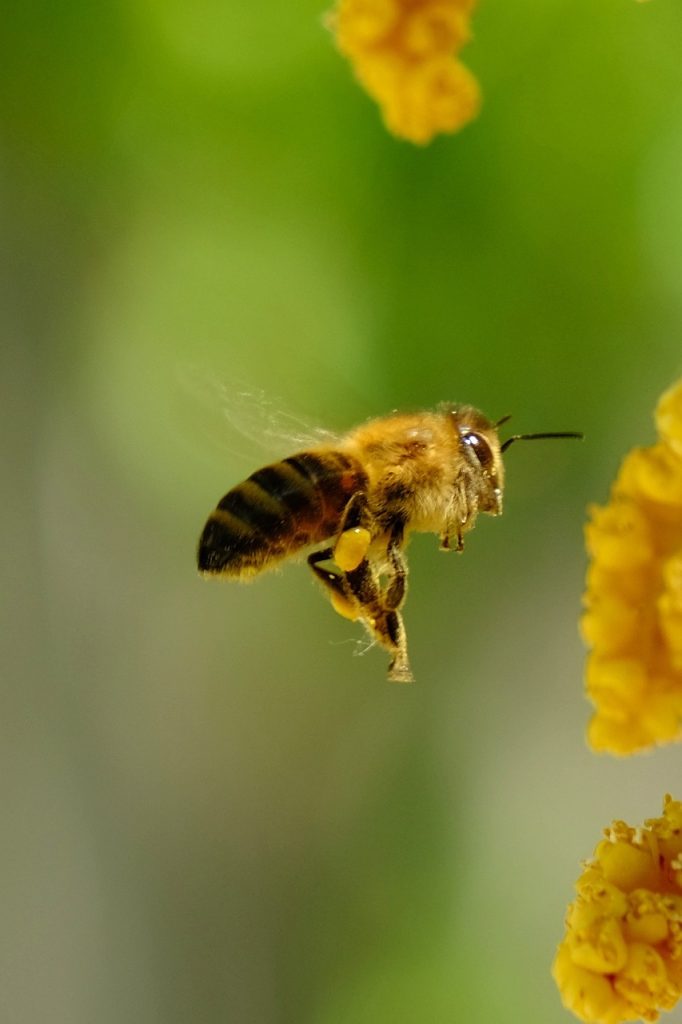 le-20-mai-journee-mondiale-des-abeilles-1