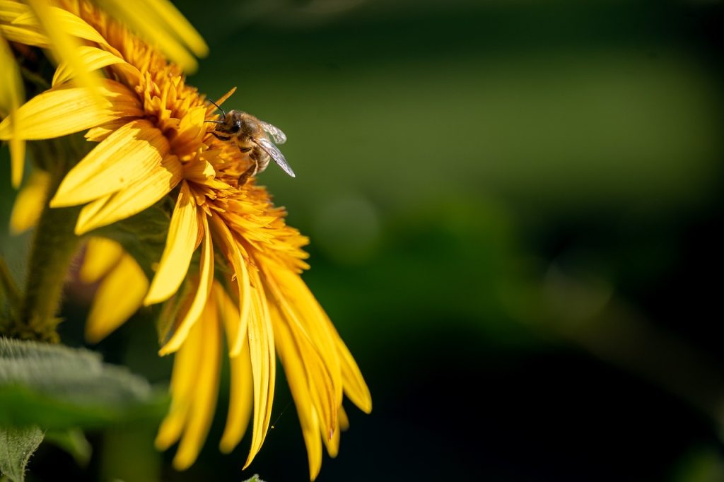 le-20-mai-journee-mondiale-des-abeilles-2