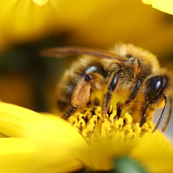 le-20-mai-journee-mondiale-des-abeilles-5