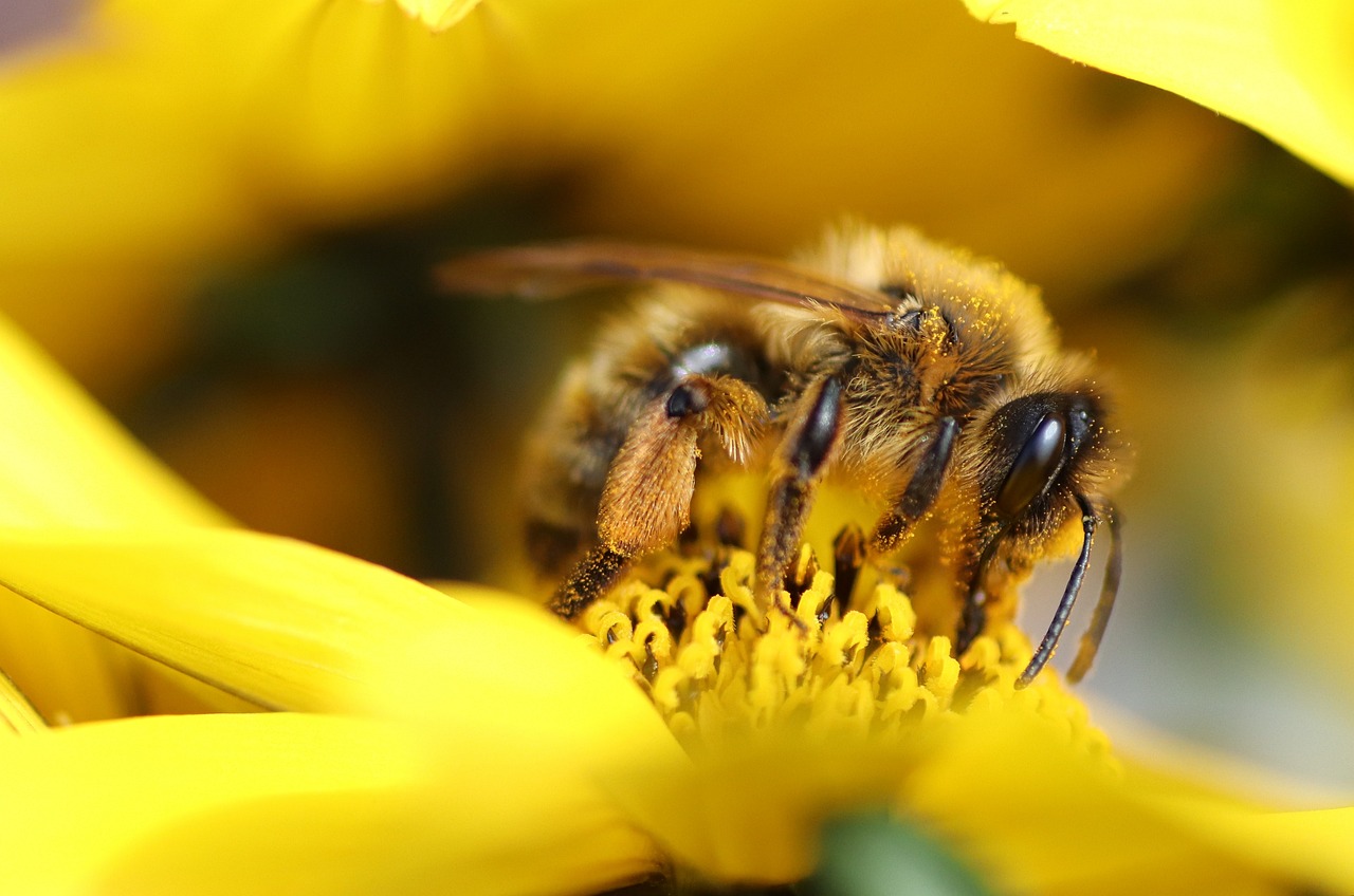 le-20-mai-journee-mondiale-des-abeilles-5