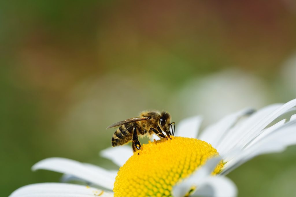 le-20-mai-journee-mondiale-des-abeilles-6