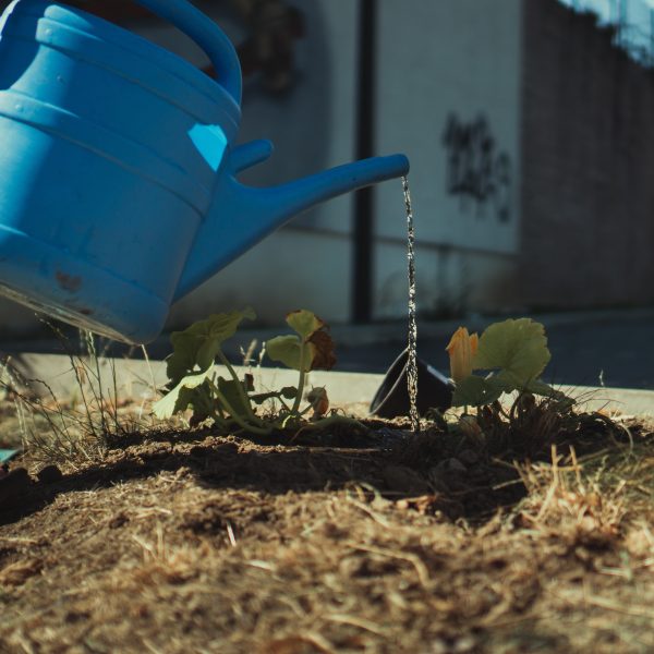le-purin-de-tomates-pour-renforcer-la-resistance-des-plantes