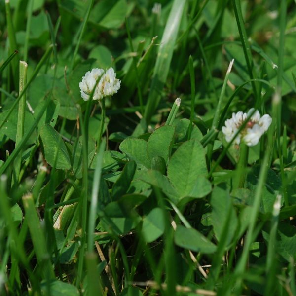 le-trefle-blanc-tantot-allie-du-gazon-tantot-mauvaise-herbe1