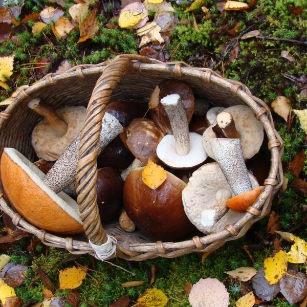 les-10-commandements-du-recolteur-de-champignons
