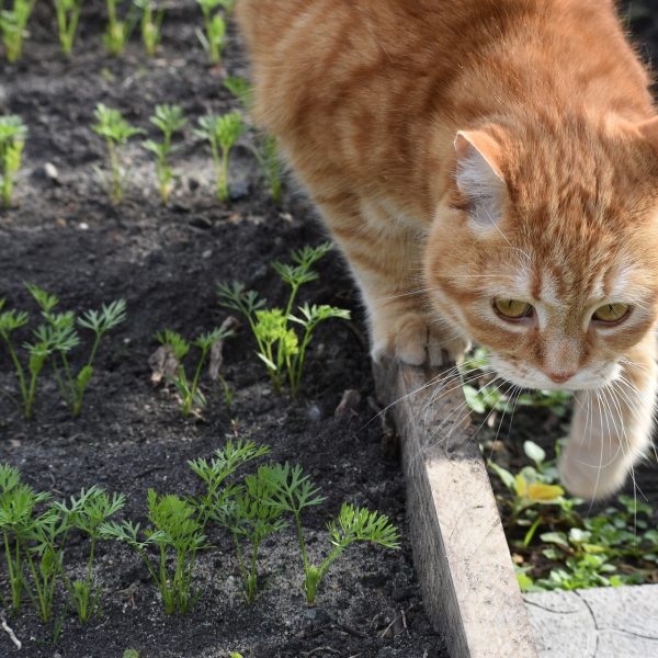 les-chats-et-le-potager-ne-font-pas-bon-menage
