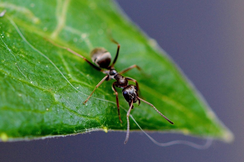 les-fourmis-ne-sont-pas-des-nuisibles