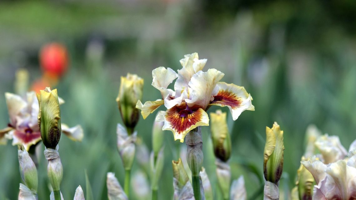 les-iris-une-plante-pas-si-facile-a-cultiver