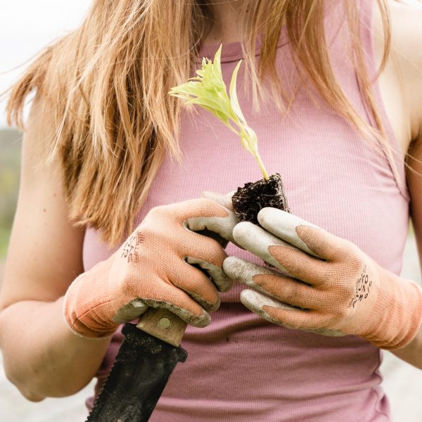les-legumes-perpetuels-tresor-pour-un-potager-durable-et-productif