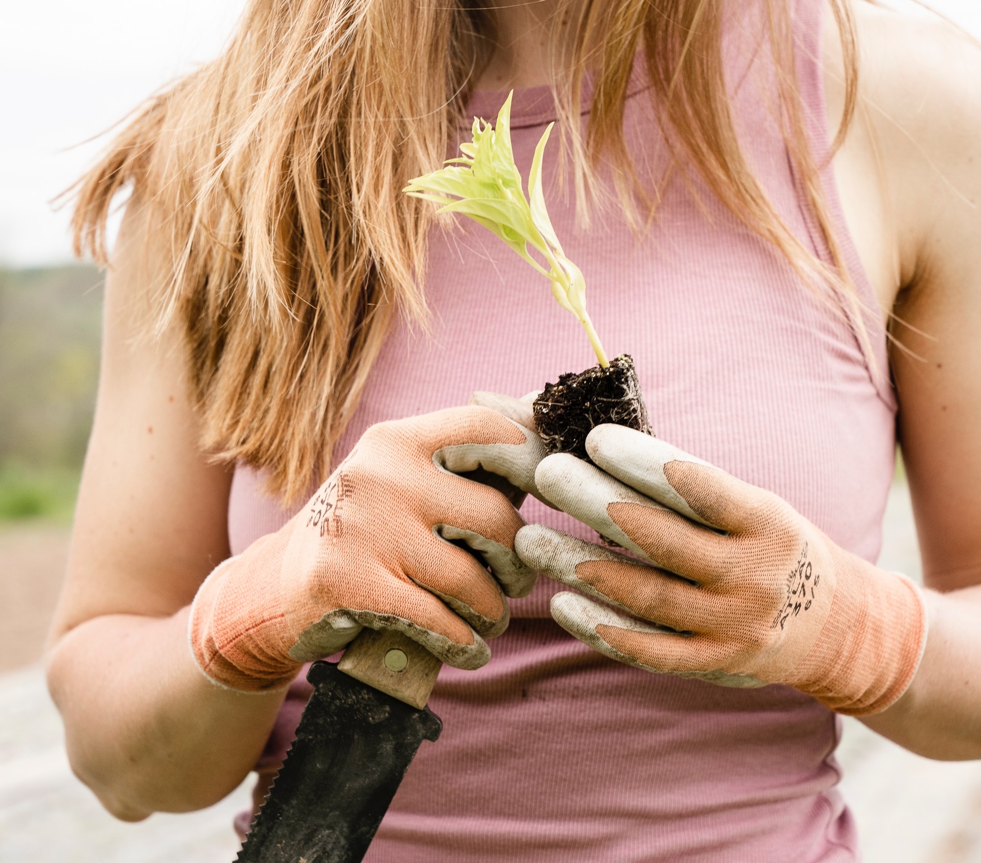 les-legumes-perpetuels-tresor-pour-un-potager-durable-et-productif