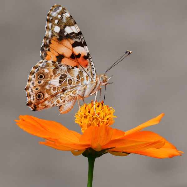 les-papillons-indispensables-ailes