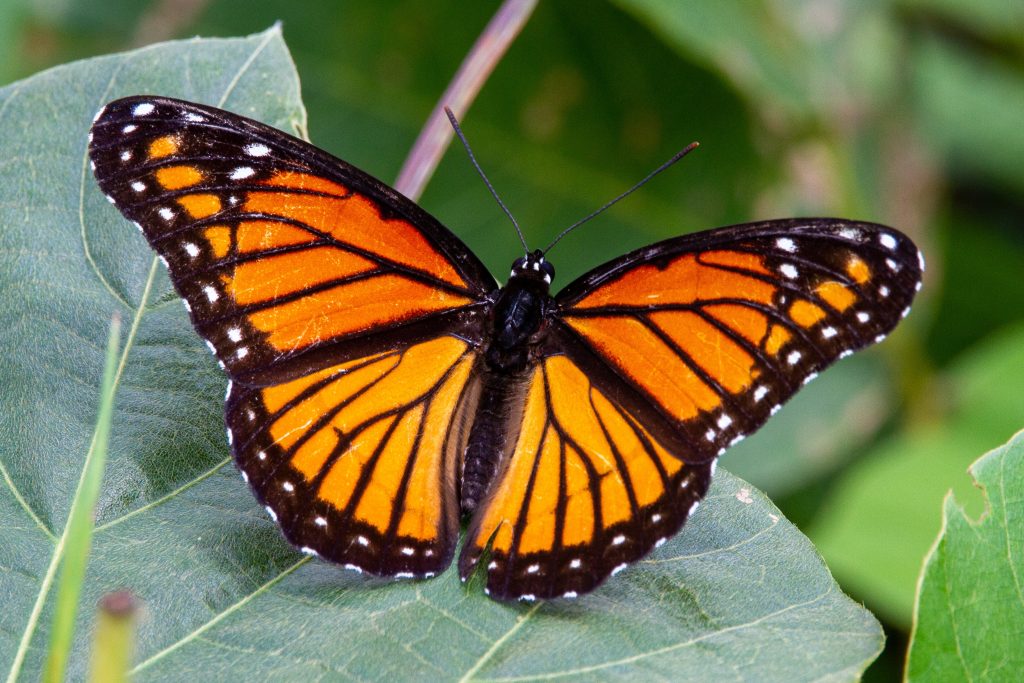 les-papillons-indispensables-ailes