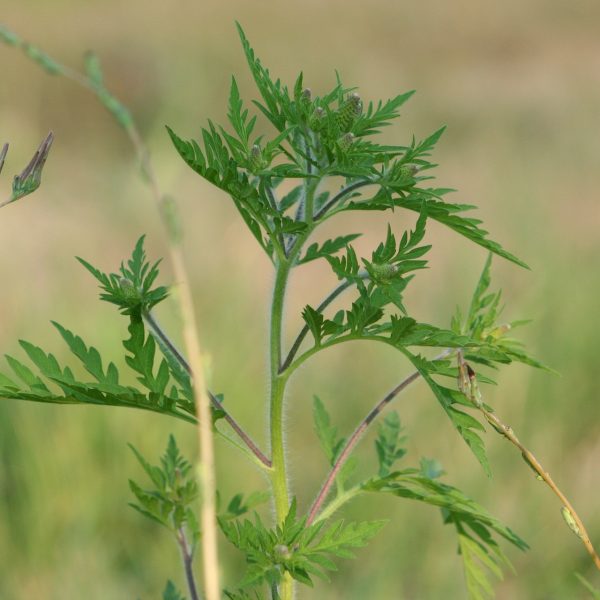 les-plantes-allergenes-couramment-trouvees-dans-les-jardins-ambroisie